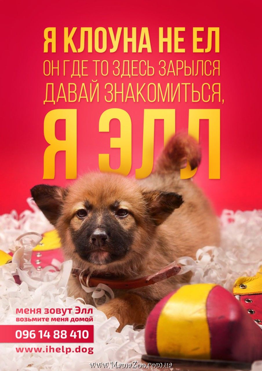 Щенок в хорошие руки.