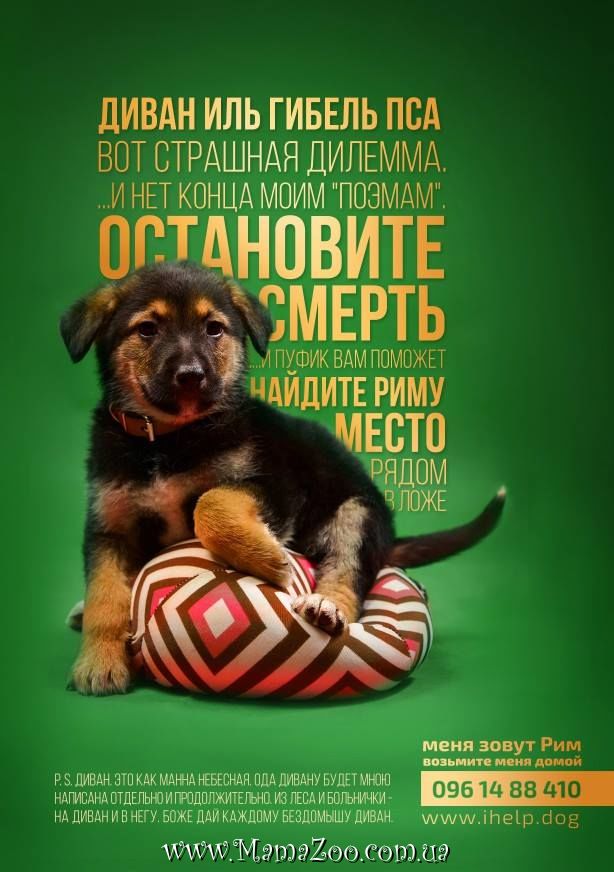 Щенок в хорошие руки.