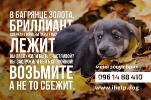 другой Щенки в хорошие руки. разное для собак